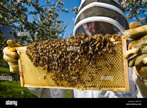 Bee Keeper checking his honey bees in a cider apple orchard Stock Photo ...