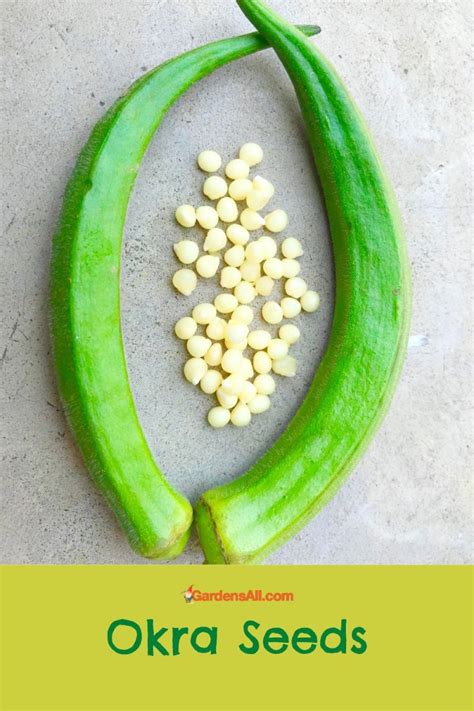 Do You Know When to Plant Okra Seed? - GardensAll