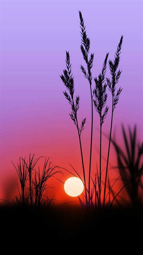 Sunset, reeds, grass, setting, sun, evening, lavender, orange, HD phone ...