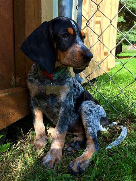 My Dixie girl blue tick coonhound | Hound dog breeds, Coonhound puppy ...