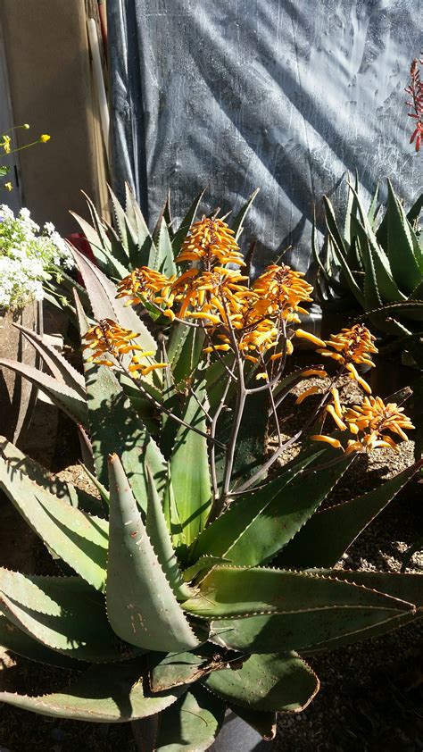 Succulent Gardens in the Desert - Native Bloom Landscape & Design