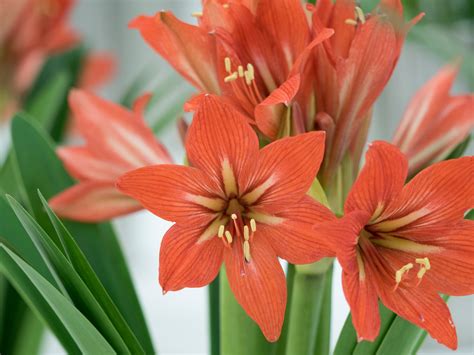 Storing Amaryllis Bulbs Winter | Wagner Greenhouses