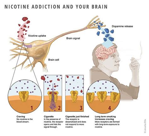 How Nicotine Affects the Brain and Why Nicotine Addiction Occur