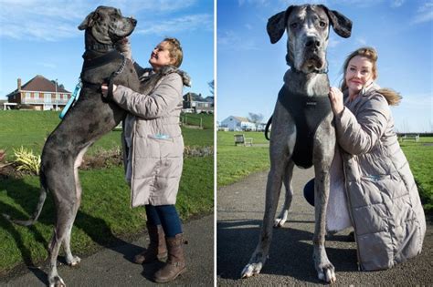 Freddy the word's tallest dog - at 7ft 5in - has died aged eight | The US Sun