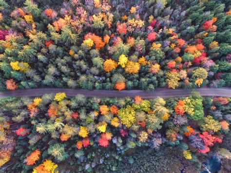 Autumn Path Of Forest Drone View Wallpaper,HD Nature Wallpapers,4k Wallpapers,Images,Backgrounds ...