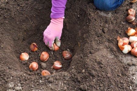 How to Grow Tulips | American Meadows