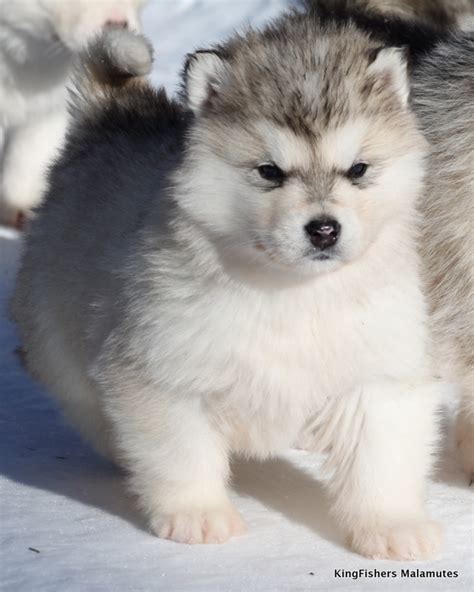 Alaskan Malamute Reviews and Pictures: Cute Alaskan Malamute Puppies Pictures Collections