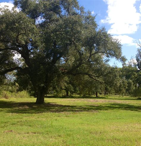 Texas Live Oak Tree(we have lots of live oaks) Papa Oak | Live oak trees, Tree, Live oaks