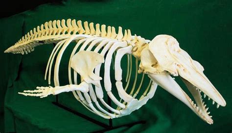 Beluga skeleton - articulated polyurathane cast of a San Diego Museum of Natural History ...