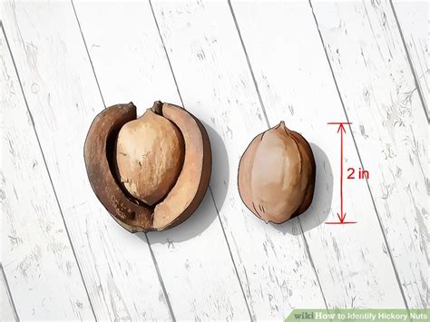 How to Identify Hickory Nuts (with Pictures) - wikiHow