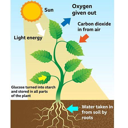 Respiration And Photosynthesis In Plants