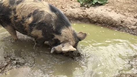 Pig in it’s Mud Bath - YouTube