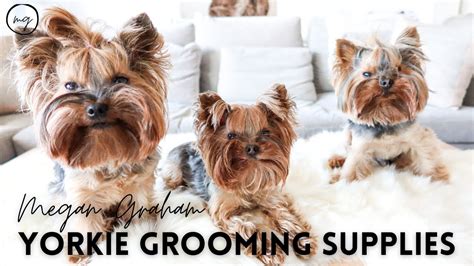 Yorkie Grooming Supplies | Yorkie 101 - YouTube