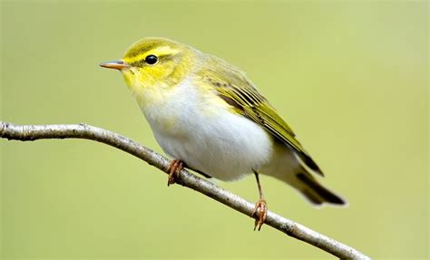 11 Rare Birds in Britain's Woodland - Woodland Trust