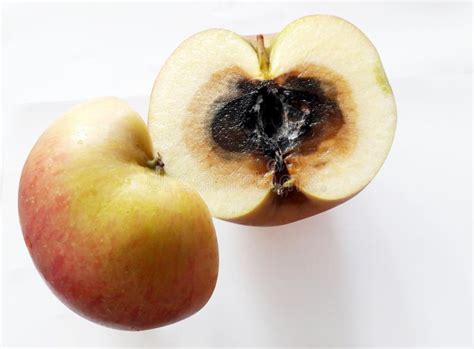 Apple (Browning) the Core is Shriveled and Black (Moldy Core) the Obvious Black Fungus (Core Rot ...