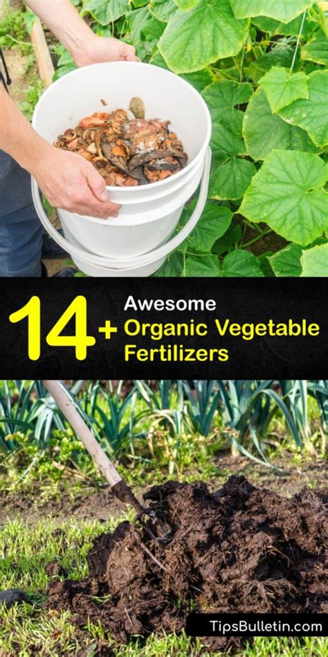 DIY Vegetable Fertilizer - Feed Your Veggies for a Bigger Yield