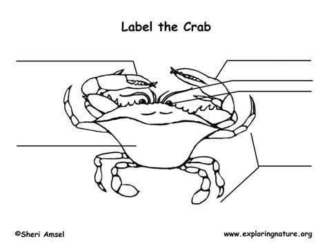 Crab (Blue) Labeling Page