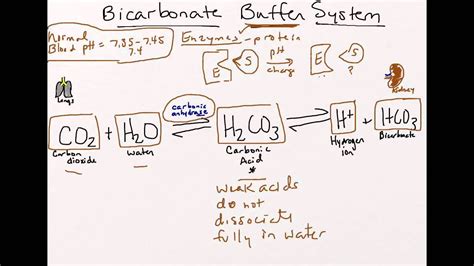 Bicarbonate Buffer System #bodybuildingdesign | Nursing school studying, Pharmacy school, System