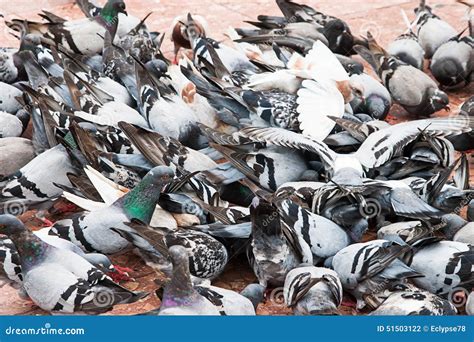 Flock of Pigeons stock photo. Image of dirty, flock, ground - 51503122