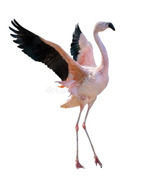 One Flamingo with Spread Wings in Flight Stock Image - Image of wings, ornithology: 122239281