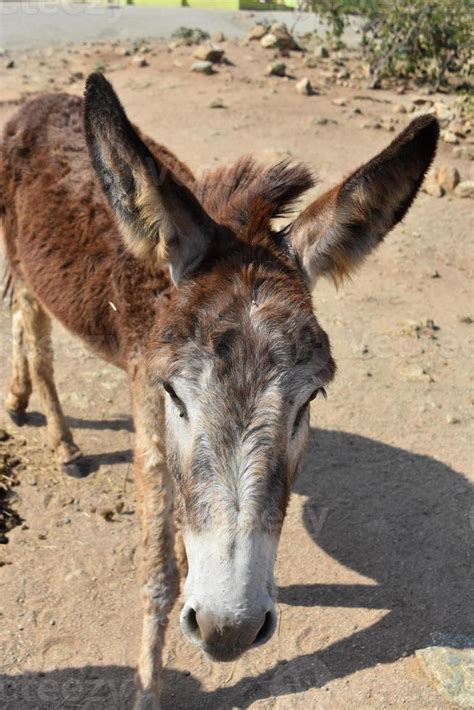 Long Fluffy Ears of a Donkey in Aruba 9546935 Stock Photo at Vecteezy