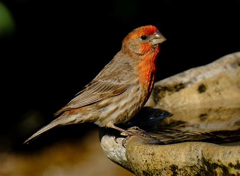 House Finch — Santa Clara Valley Bird Alliance