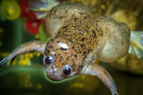 Can humans regrow limbs . An experiment with frogs offers hope – Ya Libnan