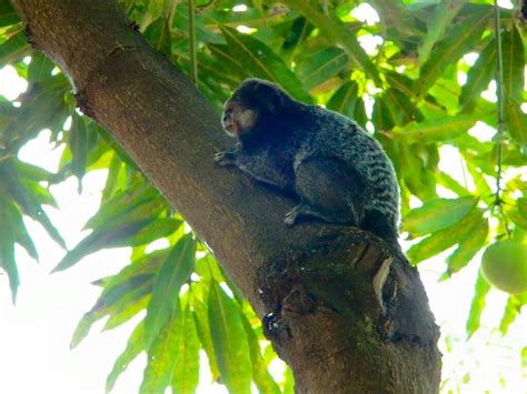 BAHIA-BRASIL Koala Bear, Parrot, Bird, Animals, Bahia, Parrot Bird ...