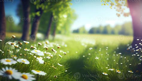 Chamomile flower field. Camomile in the nature. Field of camomiles at sunny day at nature ...