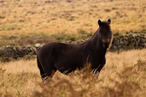 The Famous Dartmoor Ponies - Information on the Dartmoor Pony