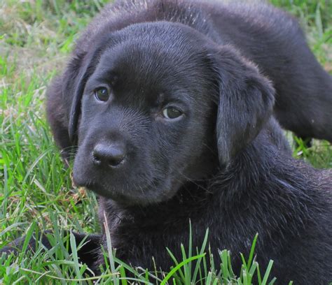 Black Labrador Retriever Puppies For Sale | Hidden Pond Labradors