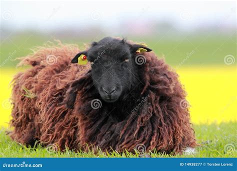 Brown Sheep Royalty Free Stock Photography - Image: 14938277