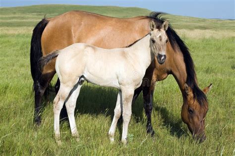 Dun mare and grulla foal stock image. Image of green, countryside - 3935445