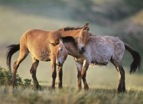 Przewalski Horse | The Biggest Animals Kingdom