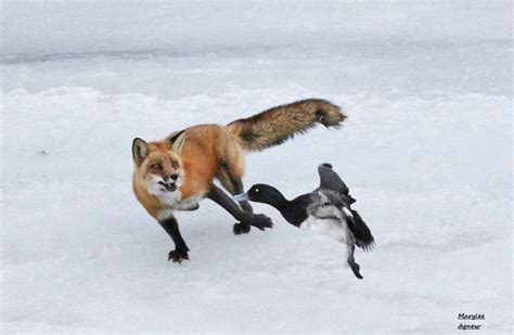 Arctic Fox Eating Plants