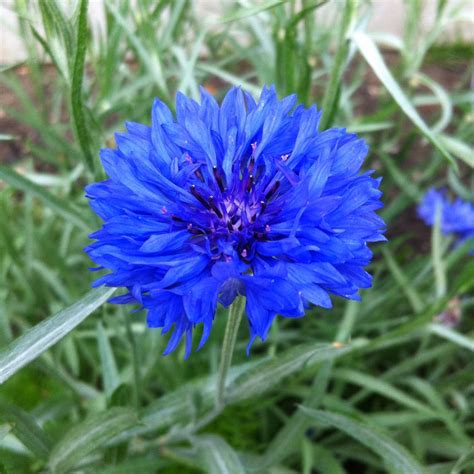 Centaurea cyanus 'Blue Ball', Cornflower 'Blue ball' in GardenTags ...