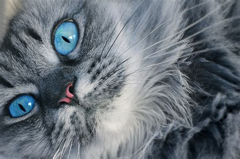 Cat Eyes Feline Look Blue - Free photo on Pixabay