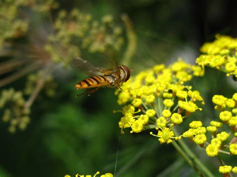 BugBlog: Summer Hoverfly identification