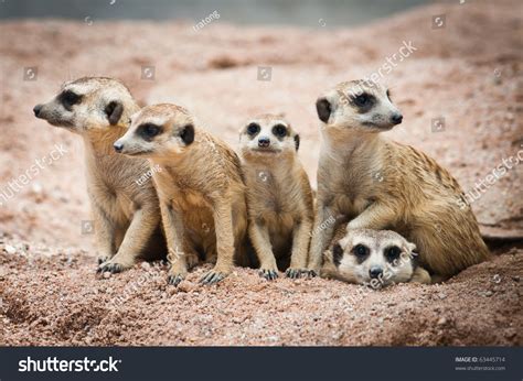 Family Of Meerkats Stock Photo 63445714 : Shutterstock