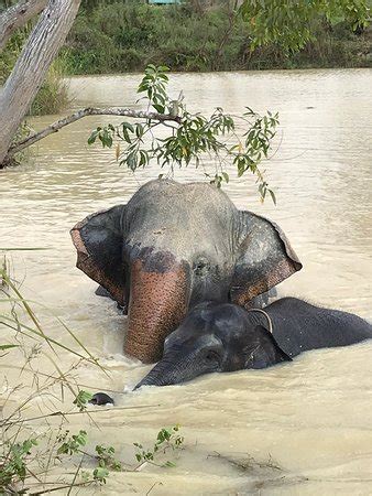 Elephant Jungle Sanctuary (Pattaya) - 2019 All You Need to Know BEFORE You Go (with Photos ...