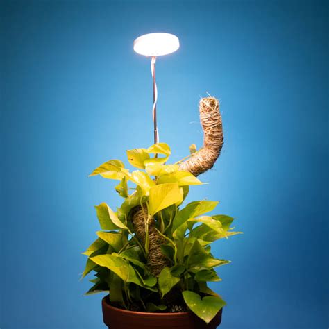 Adjustable LED Plant Light w/Timer - Home, Garden, and Fashion ...