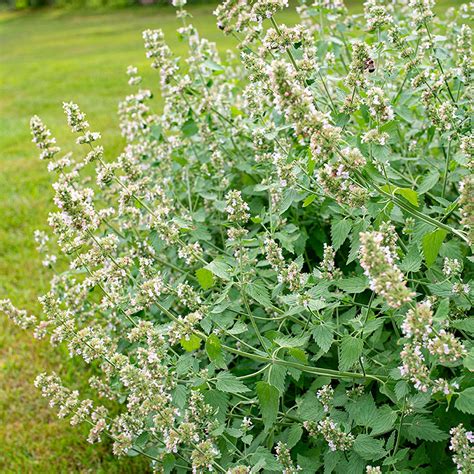 Catmint vs. Catnip: Here's the Difference | Better Homes & Gardens Mint Plants, Water Plants ...