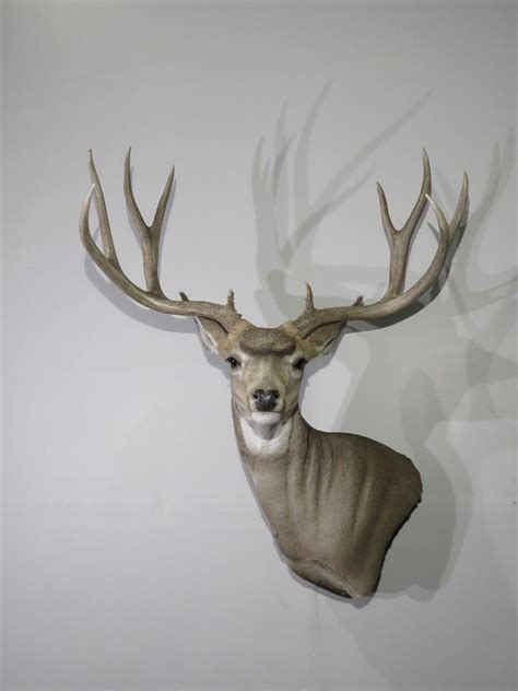 Mule Deer Pedestal Taxidermy Mount for sale. Trophy class M-139S ...