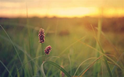 Grass Field Sunset Summer Flowers Mac Wallpaper Download | AllMacWallpaper