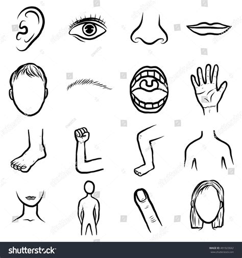 Stock vektor „Body Parts Organ Set Cartoon Vector“ (bez autorských ...