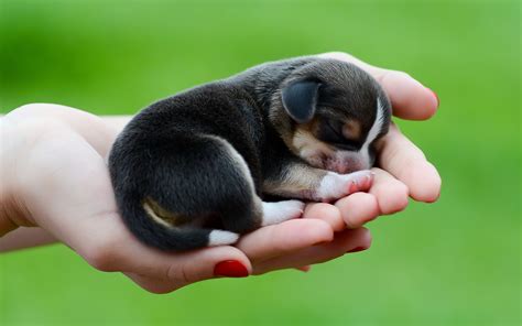 Cute Sleeping Puppy Wallpapers - Wallpaper Cave