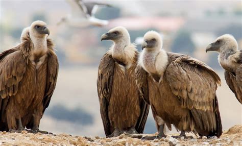 An Endangered Baby Vulture and Its Unlikely Savior - American Technion ...