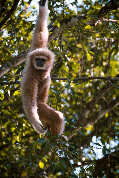 Brown and Black Monkey Hanging from a Tree · Free Stock Photo