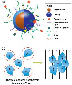 Magnetic Nanoparticles: Synthesis, Surface Modifications and Application in Drug Delivery ...