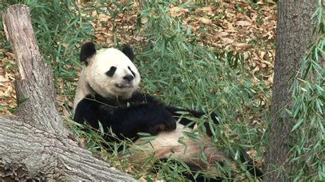 National Zoo's panda cams: Behind the scenes - CBS News